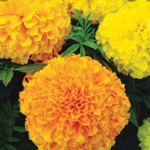 Meet your Posher, Nana fofie